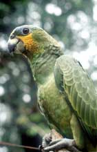 Amazona amazonica